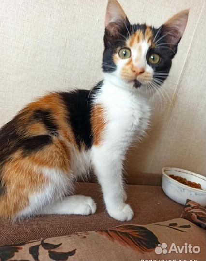 Красивая кошечка