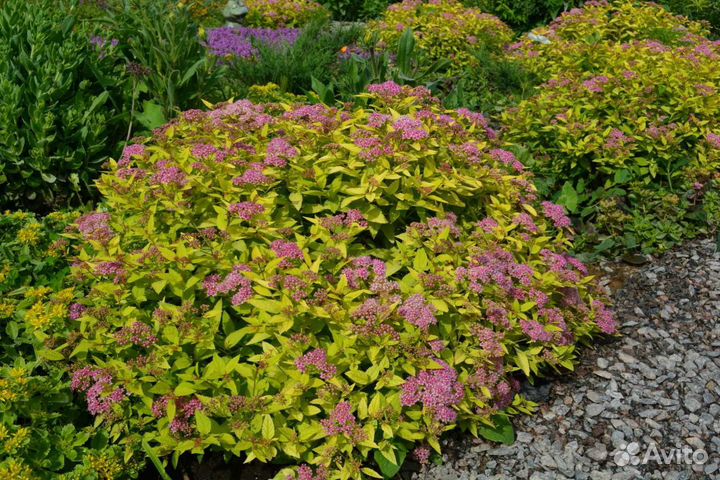 Спирея японская