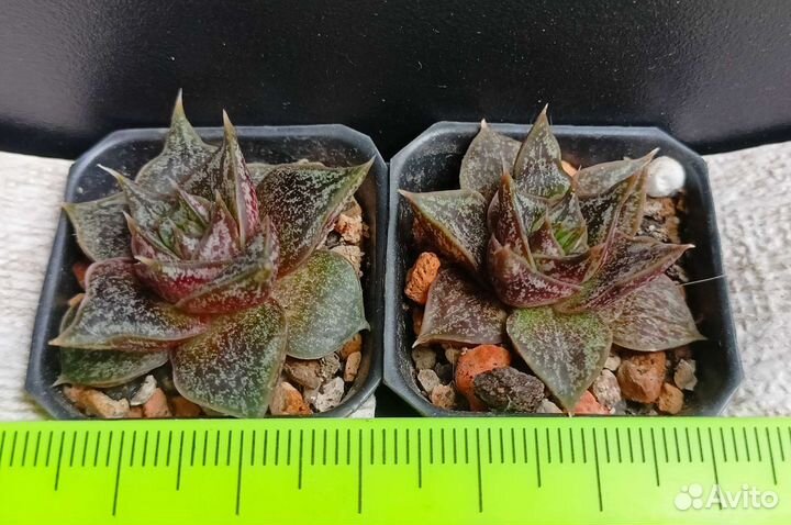 Эхеверии и другие суккуленты