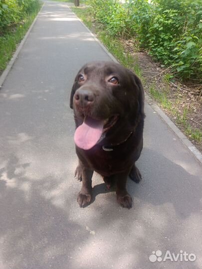 Породистый лабрадор в добрые руки