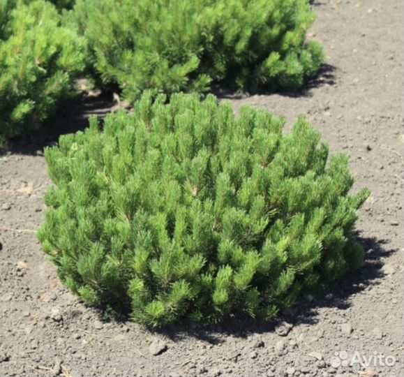 Сосна горная мугус саженцы