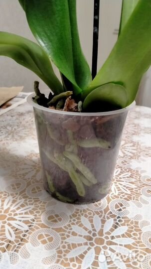 Орхидея фаленопсис