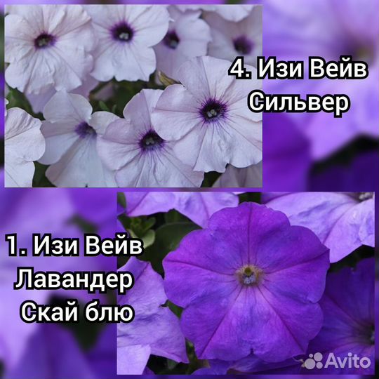 Петуния ампельная рассада