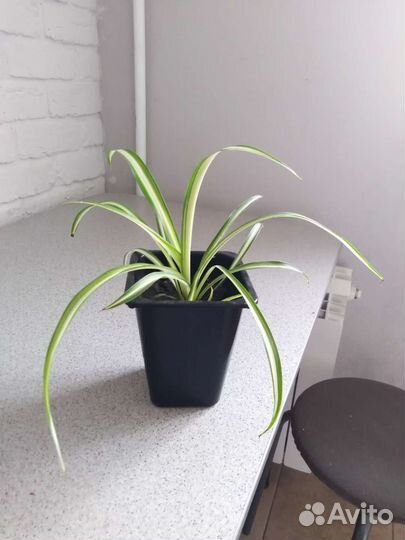 Хлорофитум бонни