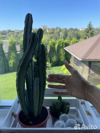 Большой кактус