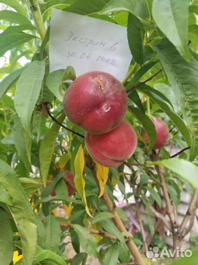 Черенки персика