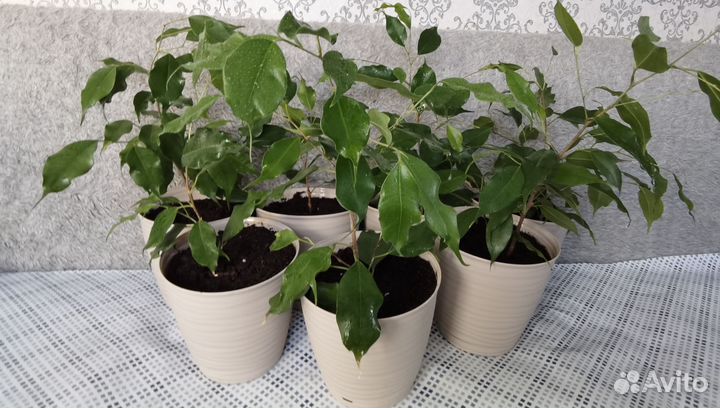 Фикус Бенджамина. Высота45см - 50см