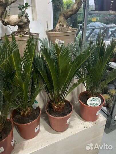 Цикасы под заказ