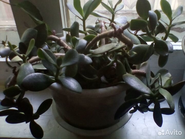 Денежное дерево(толстянка)