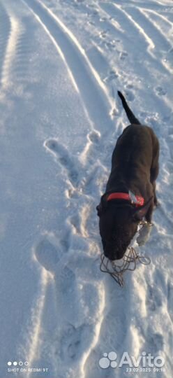 Отдам в добрые руки