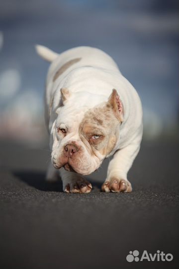 Американский булли микро