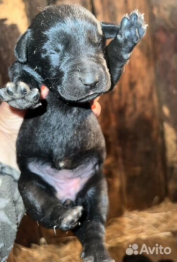 Щенки среднеазиатской овчарки