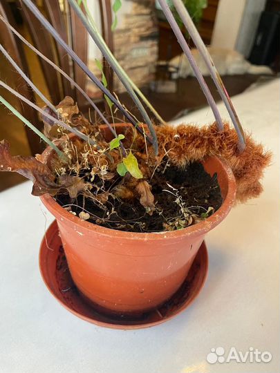 Цветок Флебодиум