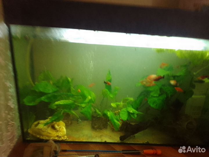 Аквариумные рыбки