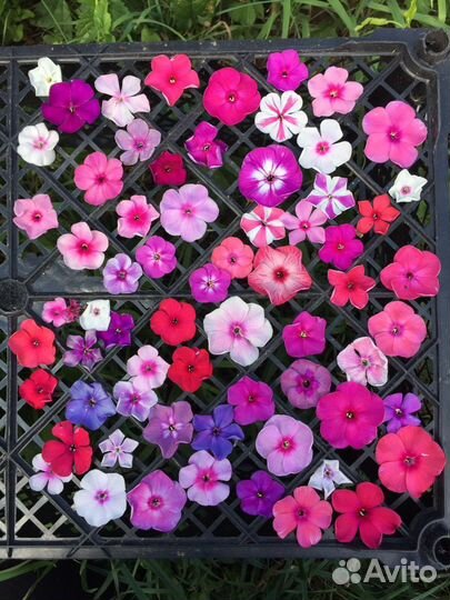 Набор флоксов 12 сортов