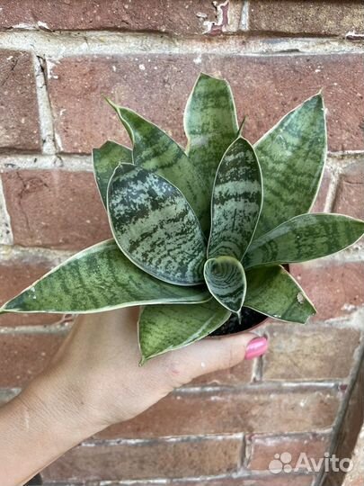 Сансевиерия сортовая