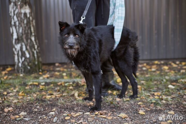 Особенный Бонапарт ищет дом