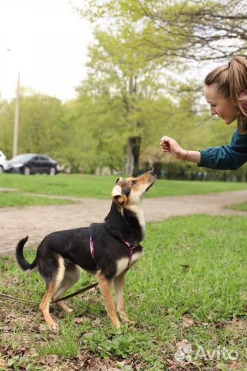 Собака в добрые руки
