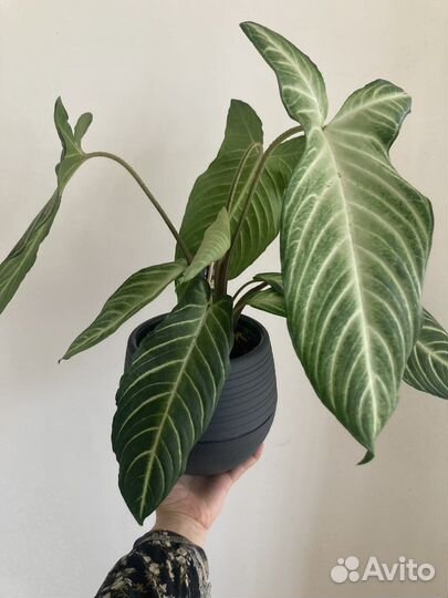 Замиакулькас,цикас