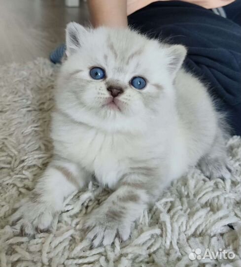 Шотландские котята