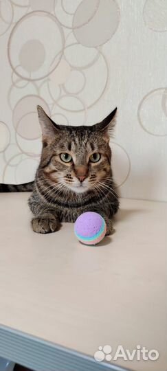 Ласковый кот