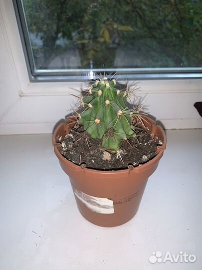 Комнатные цветы