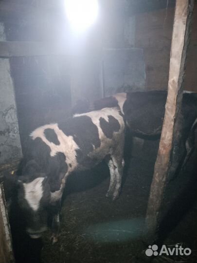 Домашние животные