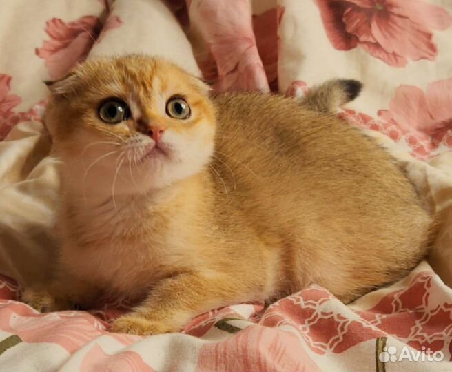 Шотландская вислоухая кошечка золотая шиншилла