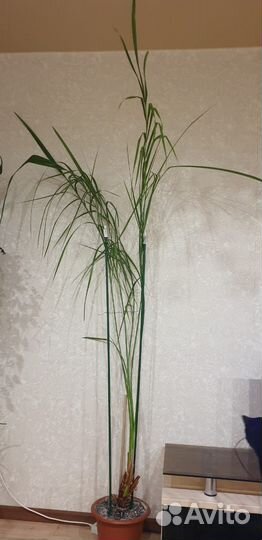 Финиковая пальма