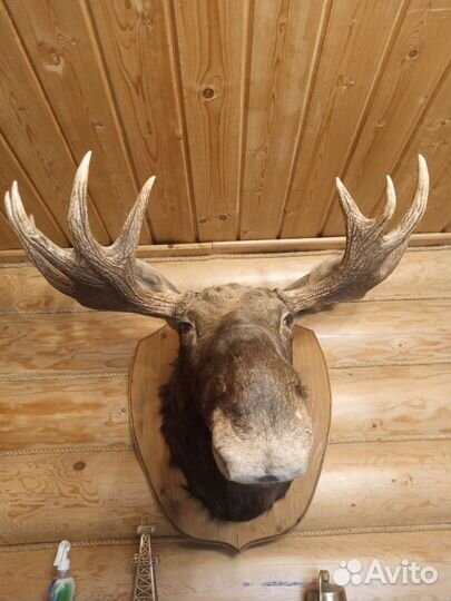 Чучело головы Лося