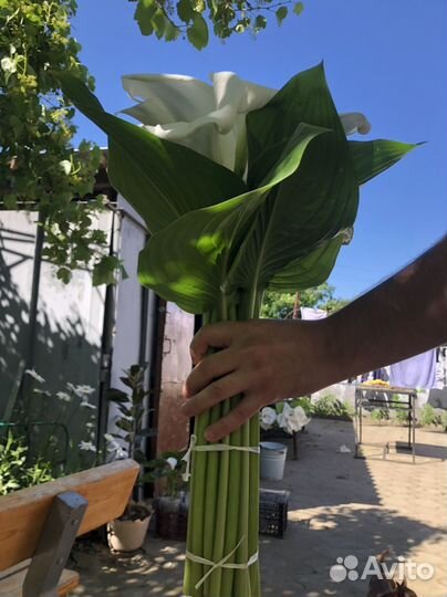 Белая калла