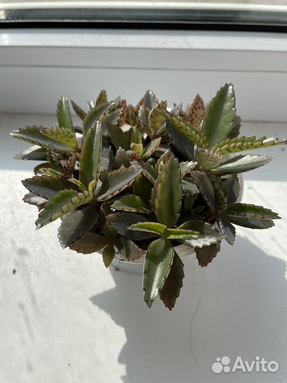 Каланхоэ лечебное