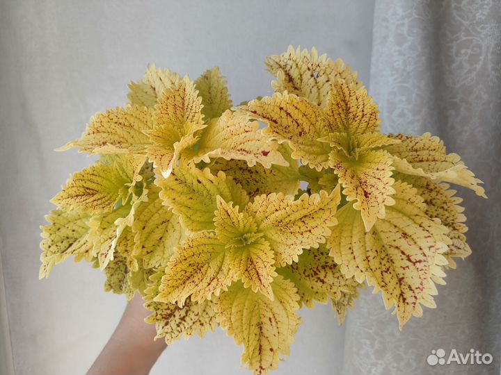 Колеусы разные