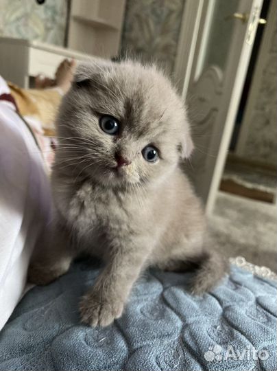 Котенок девочка