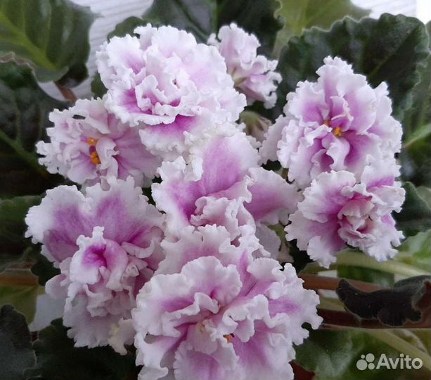 Сортовые фиалки