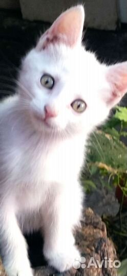 Котята для радости