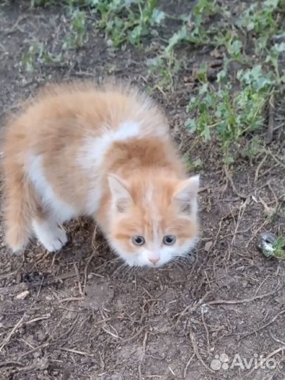 Кошка в дар бесплатно