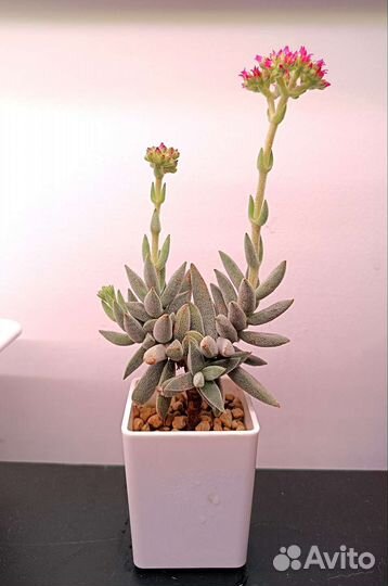 Суккуленты 3