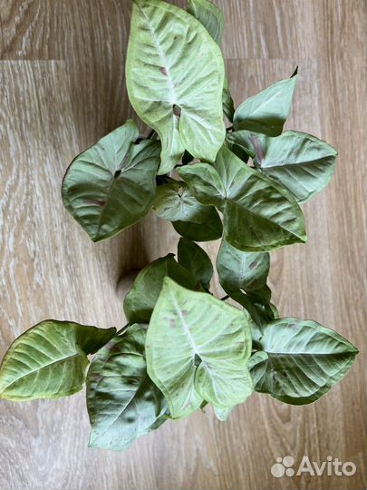 Комнатные растения цветы