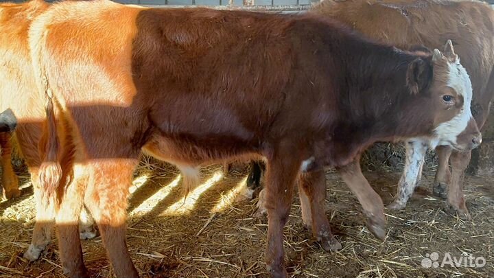 Бычки телята