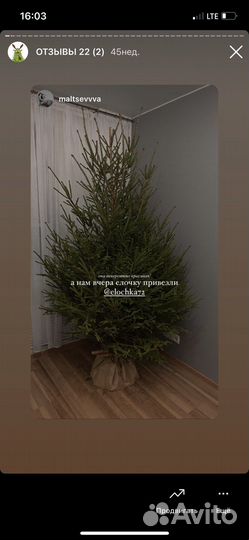 Ель живая, елка новогодняя, сосна