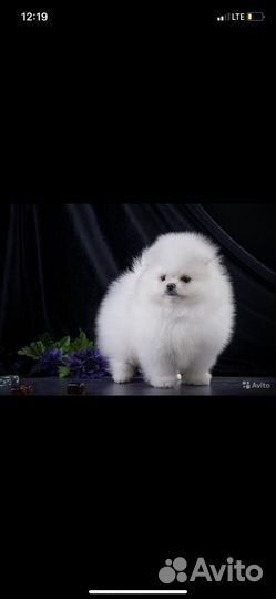 Миниатюрные шпицы медвежата