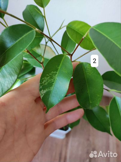 Сплетённые Фикусы Голден Моник и Эльдорадо