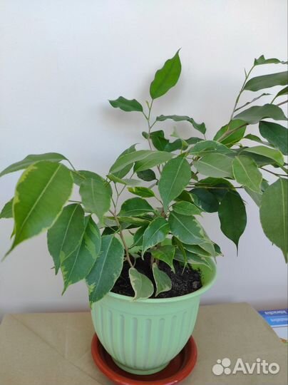 Фикус бенджамина