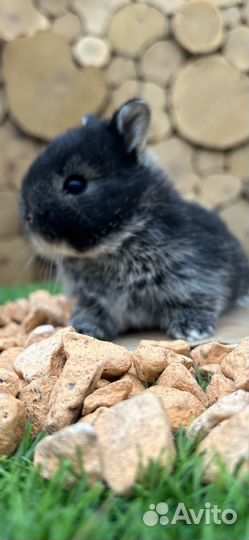 Карликовые декоративные крольчата