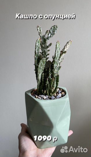 Эхинокактус Композиции из суккулентов