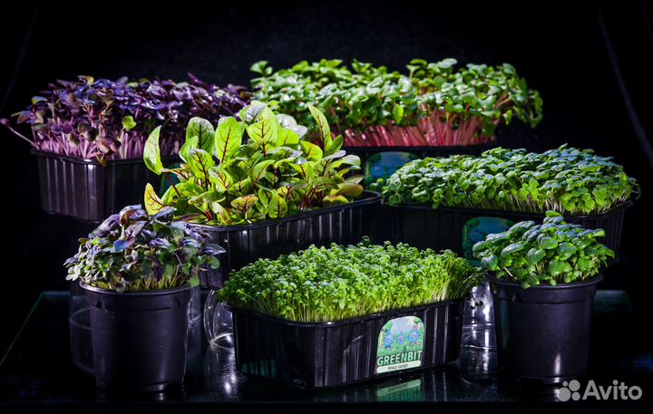 Микрозелень