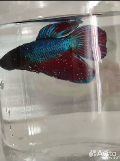 Рыба петушок, мох яванский