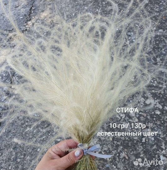 Стифа, сухоцвет