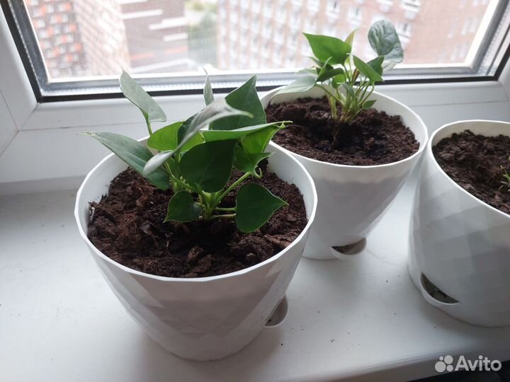 Антуриумы молодые